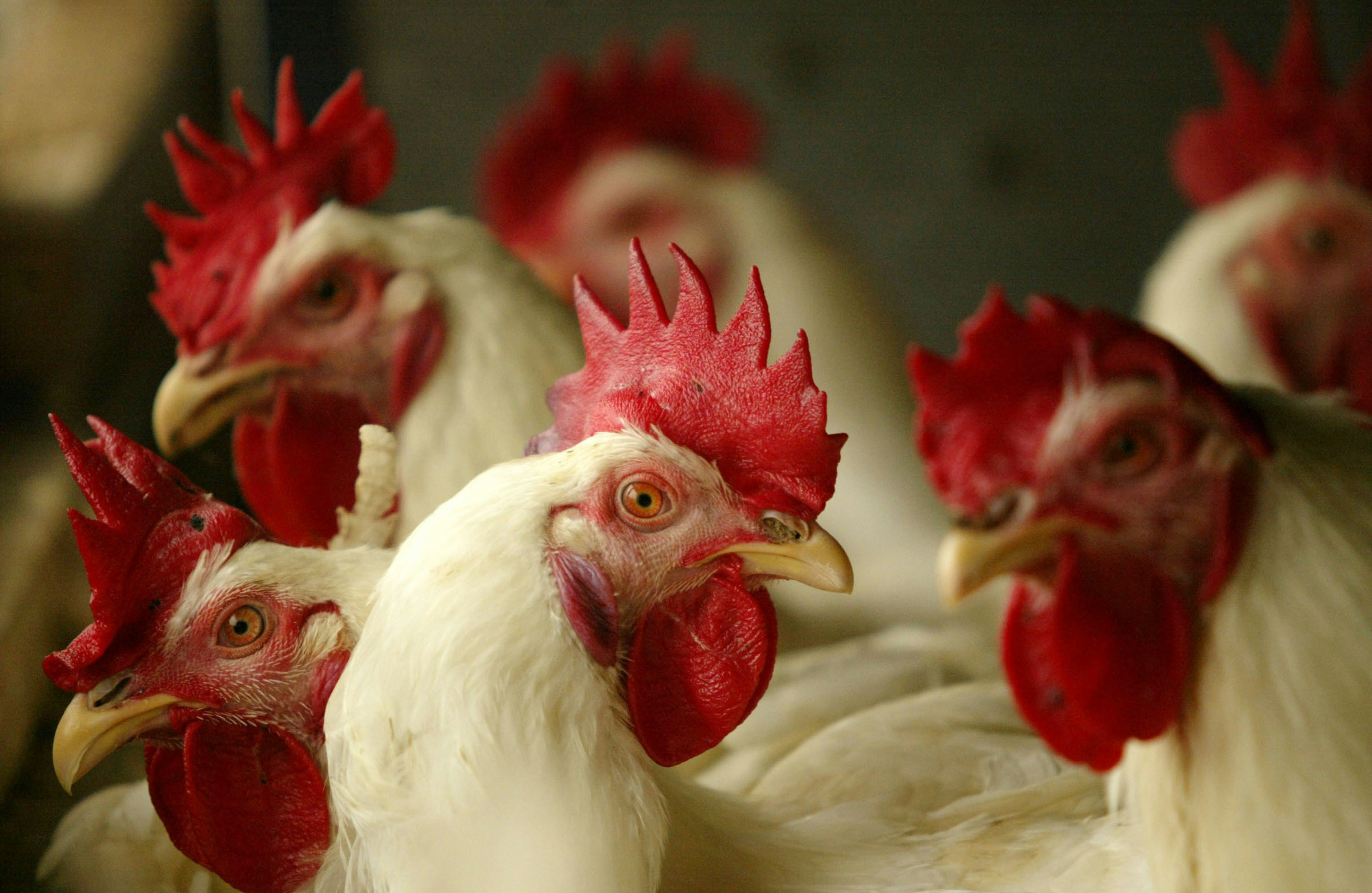 Avian Flu Education for Prevention (Long Version)  