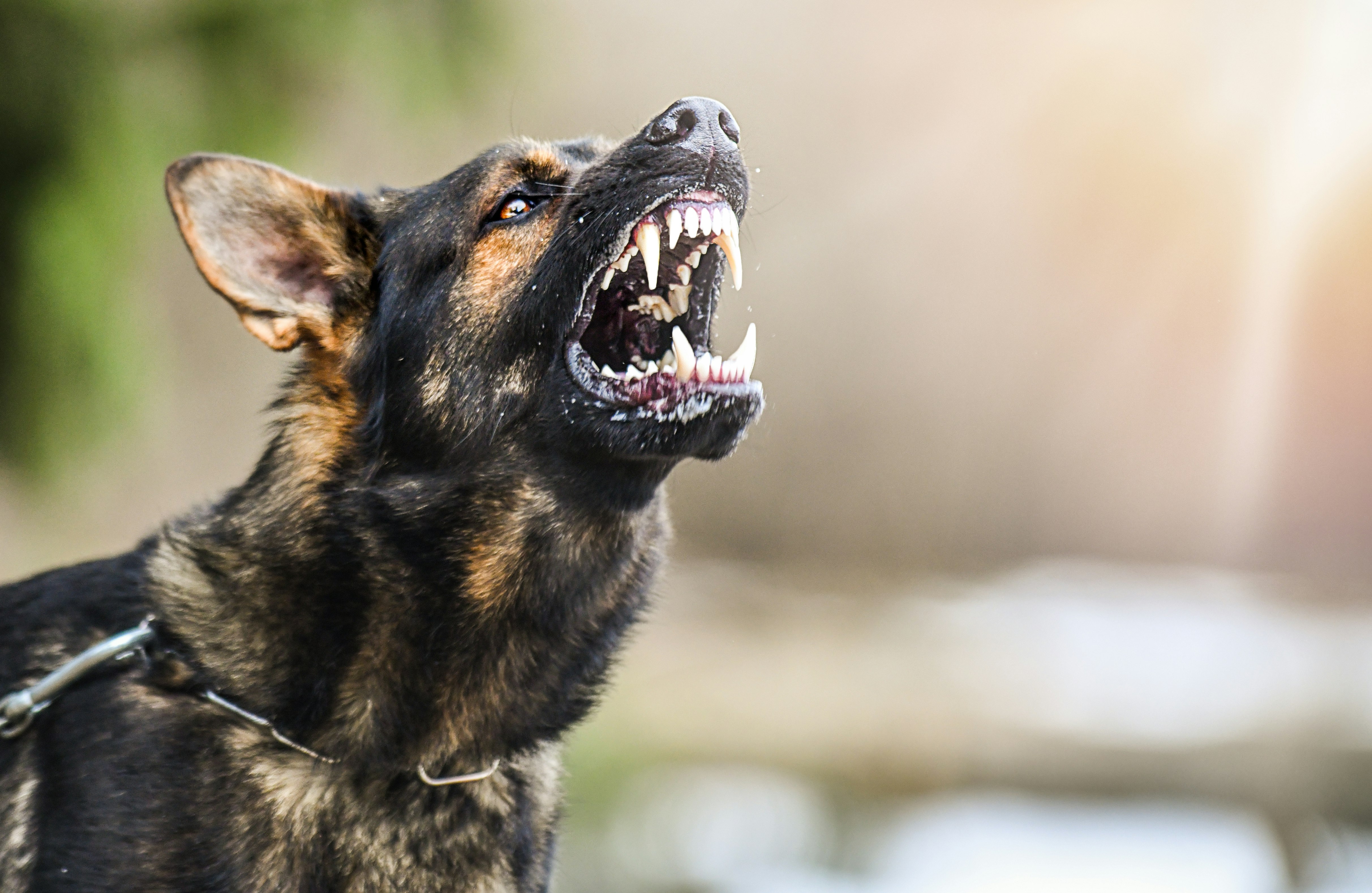 Dog Bite Prevention (Public Agency)